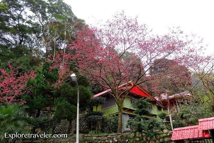 Isang Worldwide Tea Adventure - Isang puno sa harap ng isang bahay - Cherry blossom