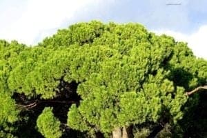 Discovering The Mysteries Of The Belem Tower In Lisbon Portugal - A green plant in a forest - Belém Tower