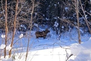 Amazing Adventure Along The Robertson River In The Foothills Of The Eastern Alaskan Range - A close up of a snow covered forest - Alaska