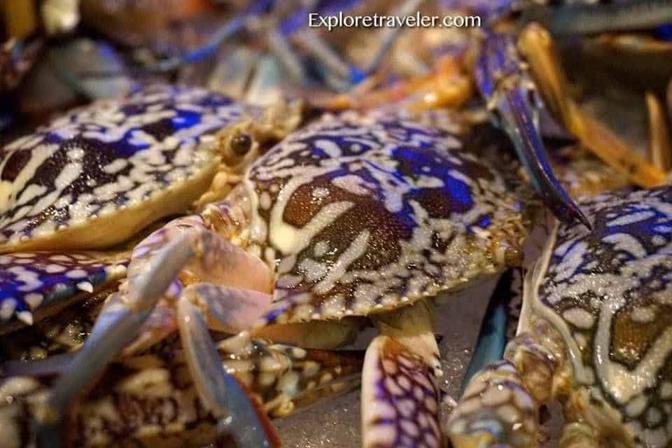 Kepiting Renang Biru Filipina