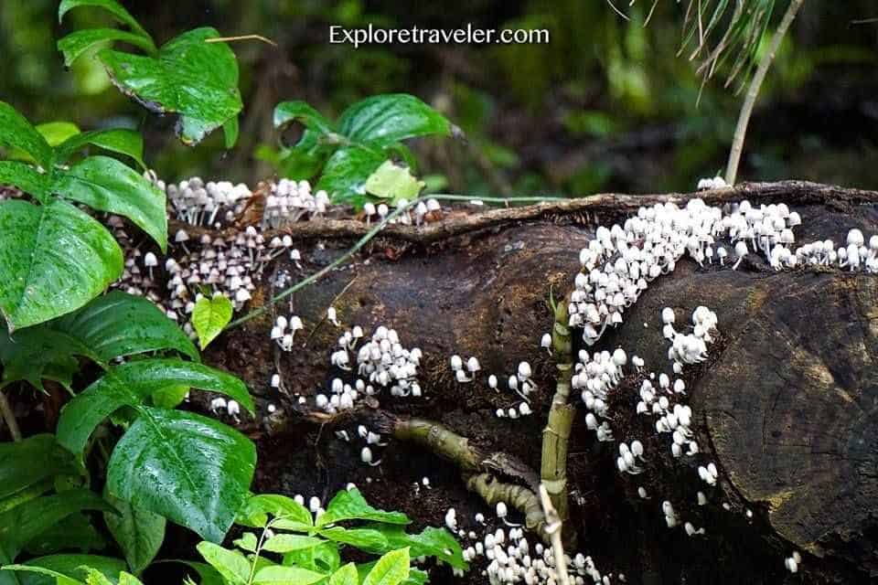 Wilde Pilze auf der kleinen Insel Homonhon
