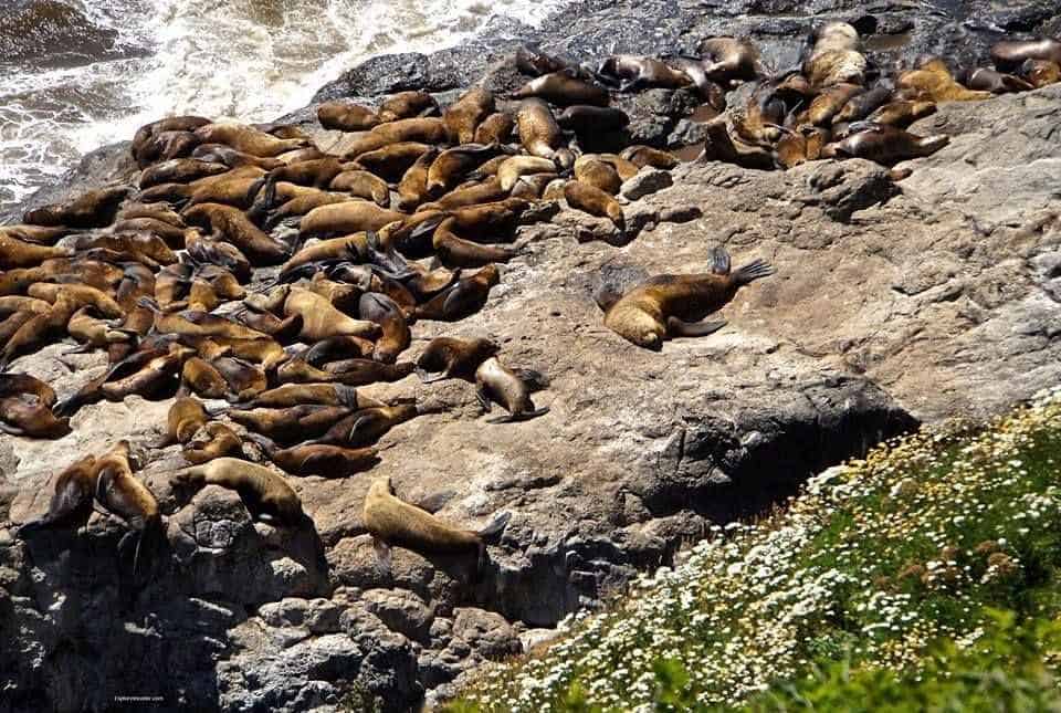 A Photo Tour Of The Oregon Coast USA - A seal on a rocky beach - Piedras Blancas Light Station