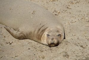 Photo Tour Of Central California Wine Country And Its Beaches - A seal lying in the sand - Sea lion