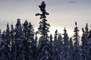 Amazing Adventure Along The Robertson River In The Foothills Of The Eastern Alaskan Range - A group of people riding skis on top of a tree - Spruce