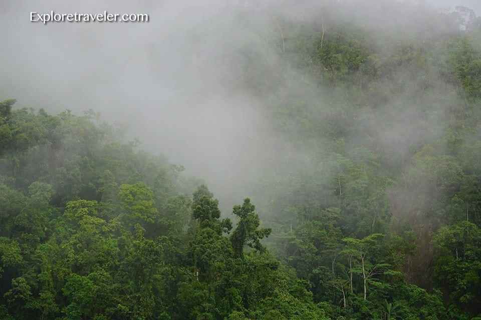  The Misty Jungle In Brgy