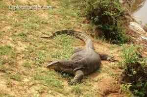 Monitor lizard resting on green grass near water, showcasing wildlife photography from an animal photo tour.