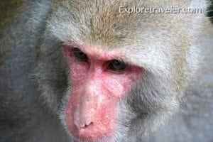 Monkey Photo