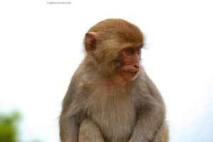 Monkey portrait showcasing wildlife, relevant to animal photography tours and travel experiences.