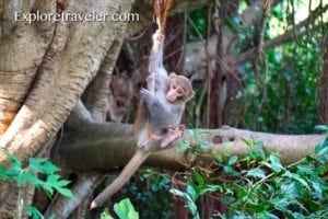 Monkey hanging from a tree branch in a lush forest, illustrating wildlife photography for animal photo tours on ExploreTraveler.