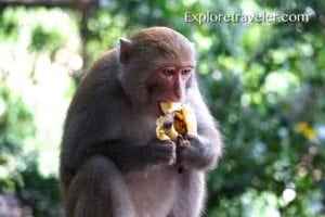 Monkey eating banana