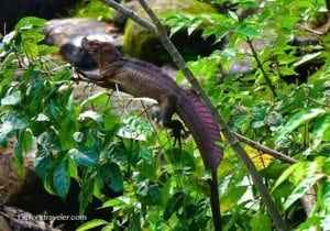 Lizard perched on a branch amidst lush green foliage, showcasing vibrant colors and textures, highlighting wildlife photography from around the world.