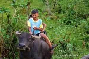 Child riding a water buffalo in a lush, green landscape, illustrating the role of animals in cultural practices and daily life.
