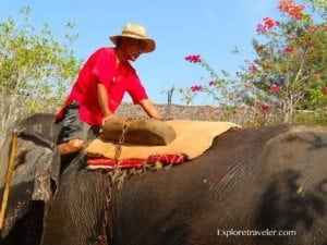 Person sitting on the elephant