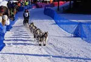 Sled dog team racing through snow-covered track with spectators in background, showcasing animals at work in winter sports.