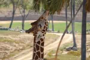 Giraffe reaching for leaves on a palm tree in a San Diego wildlife setting, highlighting joyful animal interactions for visitors.