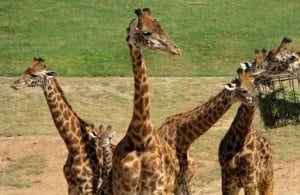 Giraffes in San Diego, California, showcasing their long necks and playful demeanor, evoking joy and engagement for travelers.