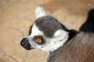 Cute Animal