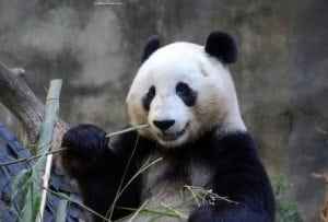 Panda eating bamboo, showcasing the joyful wildlife experiences in San Diego, California, that evoke smiles and happiness.