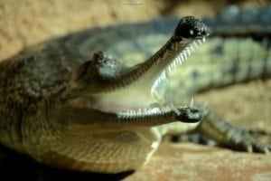 Open Mouth of Crocodile