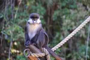 Monkey in San Diego