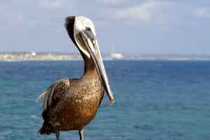 Beautiful Birds From Around The World sea