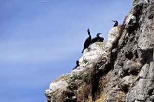 Black birds perched on a rocky cliff against a blue sky, showcasing wildlife and nature from around the world.