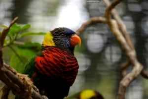 Colorful lorikeet perched on a branch, showcasing vibrant plumage in shades of red, blue, and yellow, highlighting the beauty of birds from around the world.
