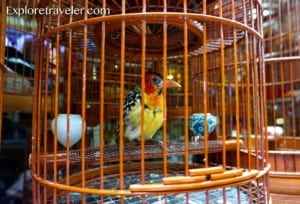 Beautiful Birds From Around The World