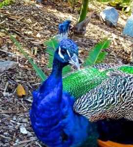 peacock