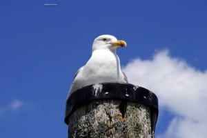 Pegion