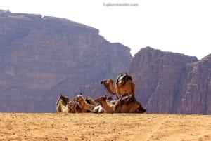 Camels resting in the desert landscape of Jordan, with rocky mountains in the background, highlighting the region's natural beauty and cultural significance.