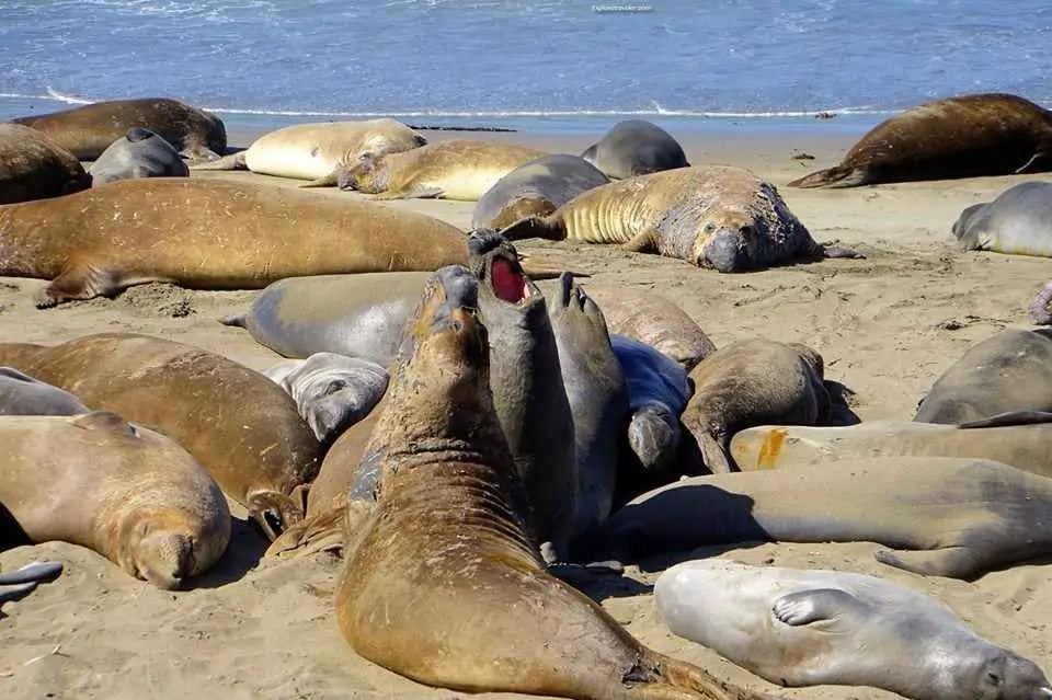 Marine Animals Group In The Spotlight On The Pacific Ocean