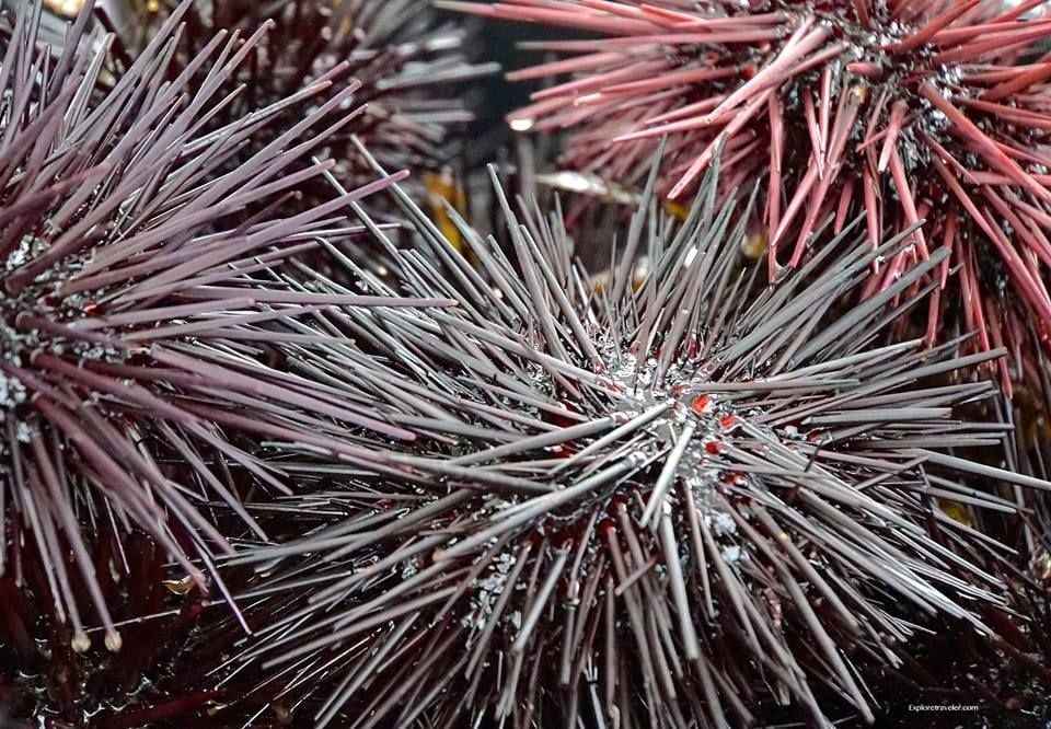 San Diego California And Her Treasures Of The Sea