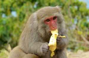 Monkey Taiwan