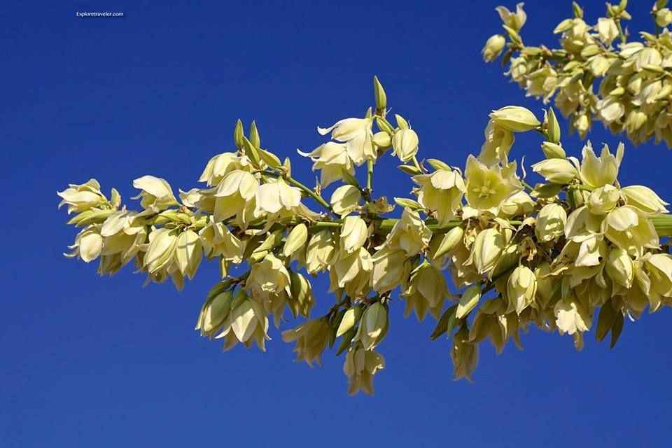 The Spectacular Blooming Yucca