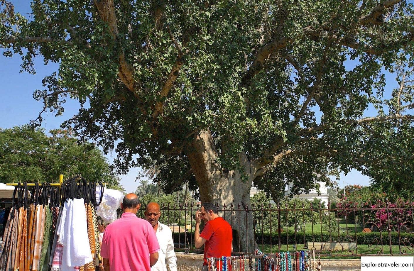 شجرة الجميز في إسرائيل القديمة