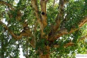 sycamore tree in ancient israel