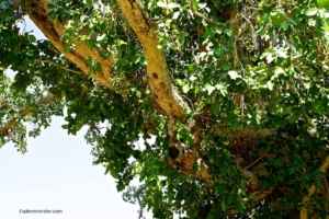 sycamore tree in ancient israel