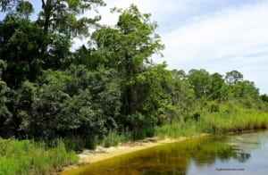 Wetlands