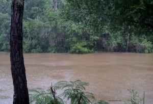 Muddy waters of a river surrounded by lush greenery, illustrating travel experiences in Mobile, Alabama.