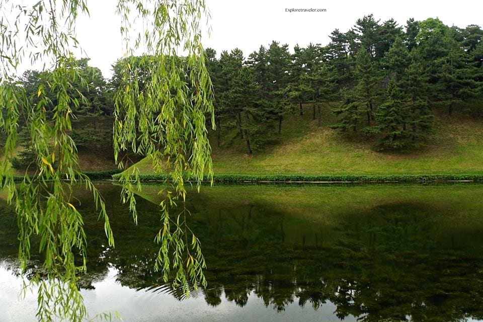 Sebuah Oasis Perkotaan Pohon Pinus Hitam Jepang