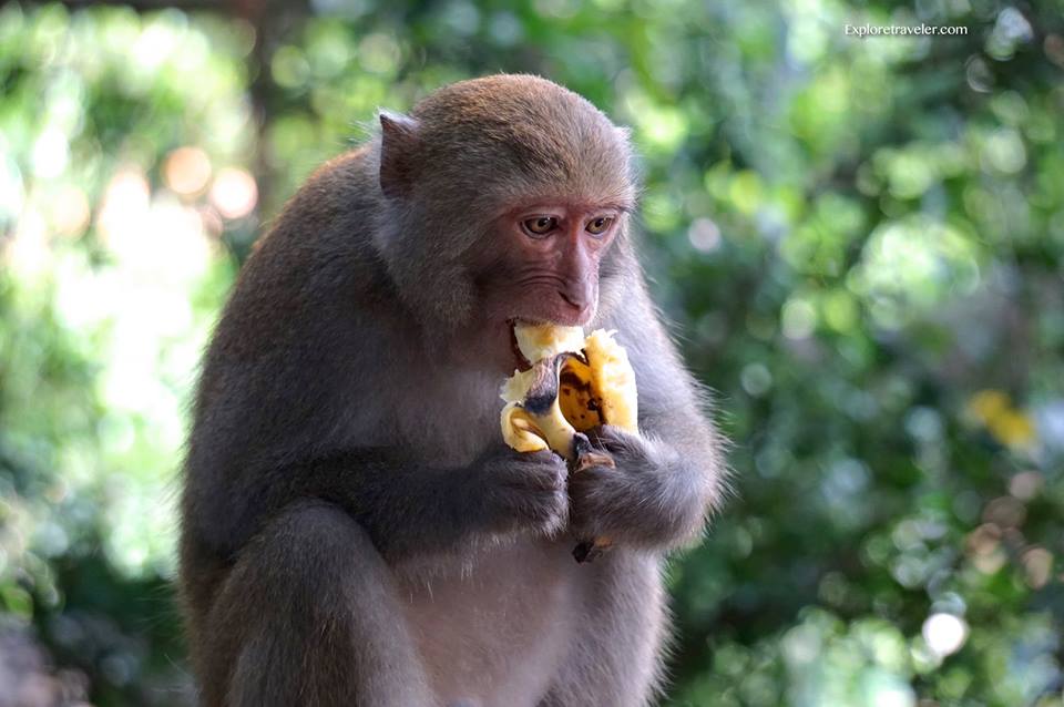 القرد يأكل
