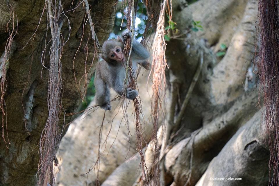 taiwan monkeys