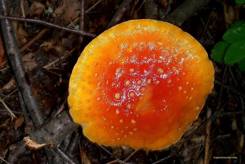 阿拉斯加蘑菇