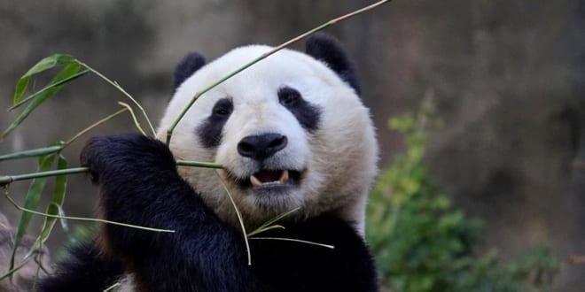 Zoo Panda
