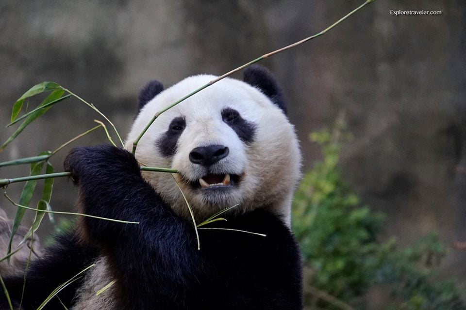 动物园熊猫