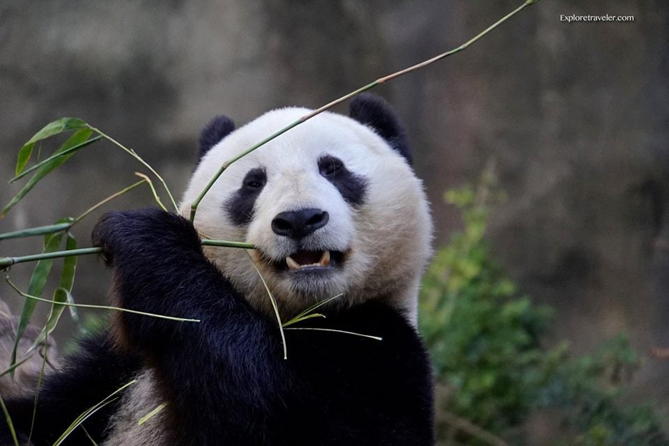 Zoo Panda