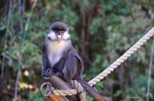 Zoo chimpanzee