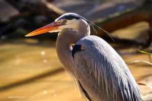 Zoo Birds