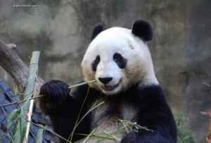 Zoo Panda